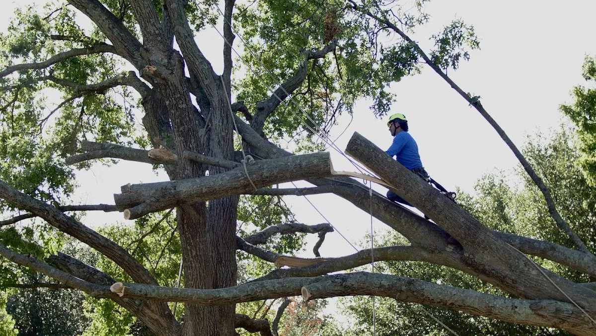Professional Hazardous Tree Removal performed by certified arborists in Blodgett