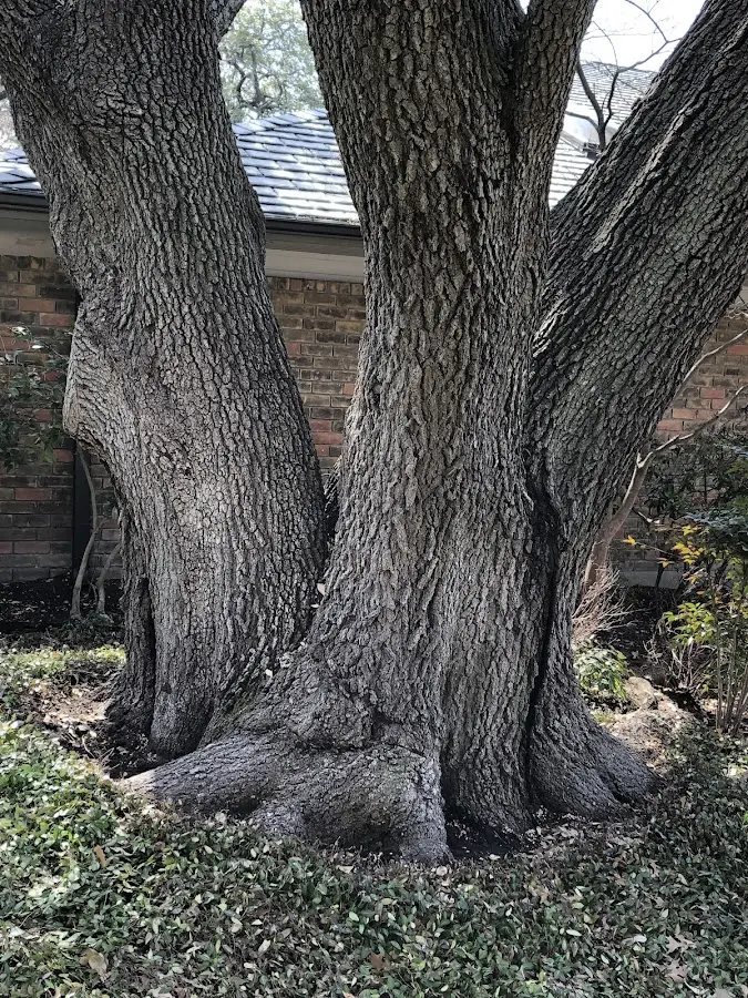 Mature heritage tree close to a Blodgett property cared for by certified arborists